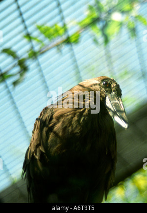 Hammerkop Bird in zoo summer 2005 England Stock Photo