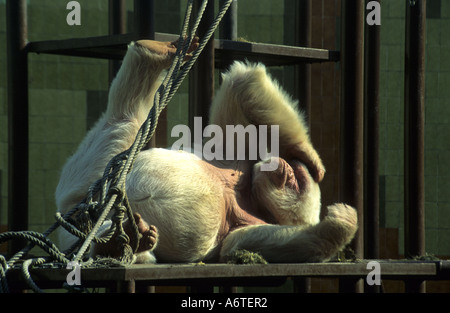 Copito de nieve or Floquet de neu Snowflake the only albine gorilla in the world Barcelona Zoo Spain Stock Photo