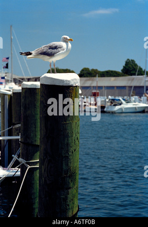 A solitary gull sits sentinel on a piling in the harbour of Falmouth on Cape Cod Massachusetts USA Stock Photo