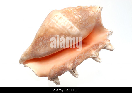 isolated shell Stock Photo