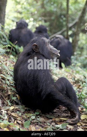 Africa, East Africa, Tanzania, Gombe NP Male chimpanzee (Pan troglodytes) Galahad, 11 years old, pant-hooting to communicate Stock Photo