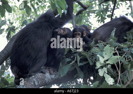 Africa, Tanzania, Gombe NP, Chimpanzees, Chimp group in day nest, infant chews vine, while another infant nurses Stock Photo