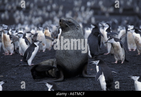 Antarctic, South Shetland Islands, Bailey Head,  Chinstrap penguins (Pygoscelis antarctica) surrounding Southern Fur Seal Stock Photo