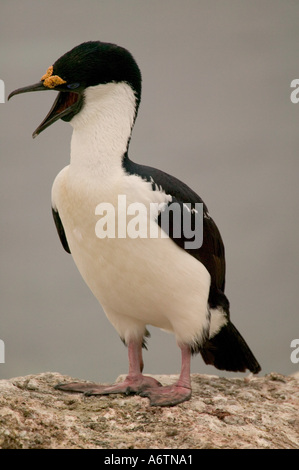 Blue-Eyed Shag Phalacrocorax atriceps in nesting colony Petermann Island, Antarctica Penninsula Stock Photo