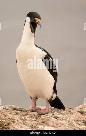 Blue-Eyed Shag Phalacrocorax atriceps in nesting colony Petermann Island, Antarctica Penninsula Stock Photo