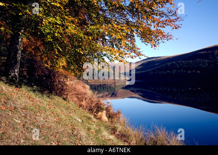 Colourful autumn tree on the banks of Howden Dam with Howden Clough reflecting in the still waters of the Upper Derwent Valley. Stock Photo