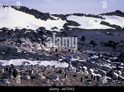 Antarctica, Ross Island, Cape Royds, Adelie penguin rookery (Pygoscelis adeliae) Stock Photo