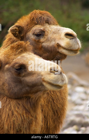 Two Happy Camels Stock Photo