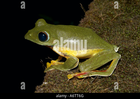 Malabar Gliding Frog. Rhacophorus malabaricus. Locality: Kodagu (Coorg) Karnataka, INDIA Stock Photo