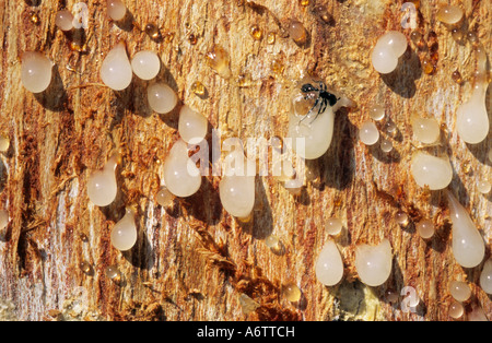 The resin of Boswellia serrata. This resin is fragrant and is also used medicinally. Indian frankincense, Salai. Olibanum Indicum Stock Photo