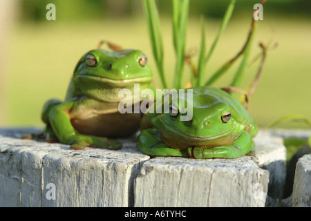 two australian green treefrogs sittong on fencepost looking at camera Stock Photo