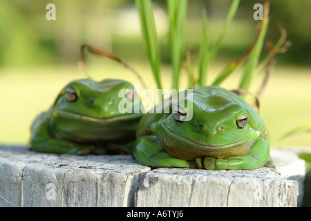two australian green treefrogs sitting on fencepost looking at camera Stock Photo