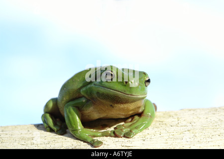 single australian green treefrog sitting on fence rail Stock Photo