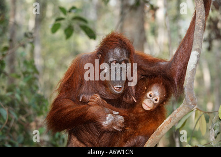 Orang-Utan (Pongo pygmaeus) in Tanjung Putting national park, Central-Kalimantan, Borneo, Indonesia Stock Photo