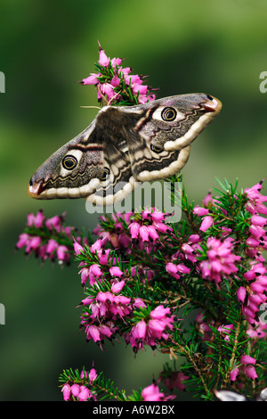 Female Emperor Moth Pavonia pavonia at rest on heather flowers with out ...