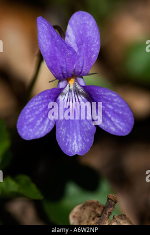 Common Dog Violet Viola riviniana close up of flower with nice defuse background Hatley wood Cambs Stock Photo