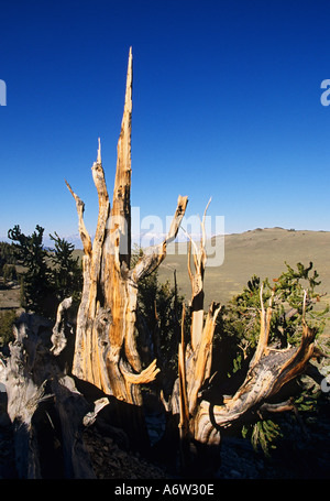 California Owens Valley Ancient Bristlecone Pine Forest view from Discovery Trail Stock Photo