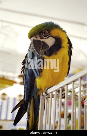 Blue and yellow macaw sitting outside cage in petshop Stock Photo