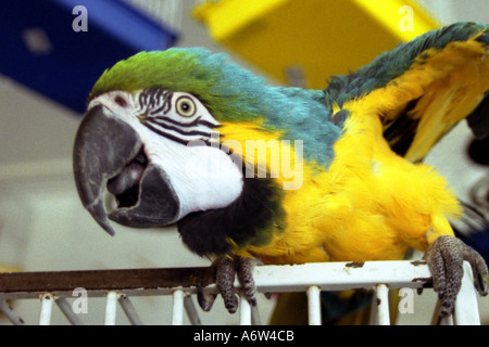 Blue and yellow macaw crouching down on cage in petshop Stock Photo