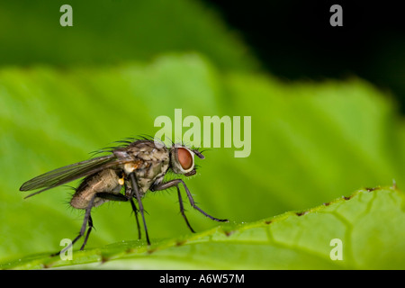 Housefly (Musca domestica) Stock Photo