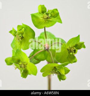 Sun Spurge (Euphorbia helioscopia) Stock Photo