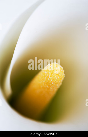White Calla, Zantedeschia, detail Stock Photo