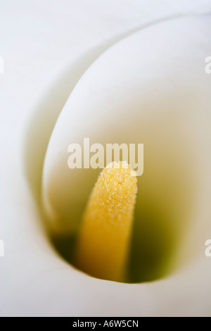 White Calla, Zantedeschia, detail Stock Photo