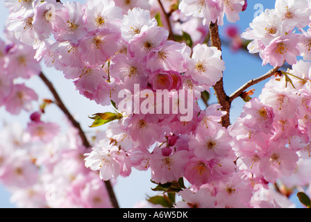 Japanese cherry Sargents blossoms (Prunus sargentii) Stock Photo