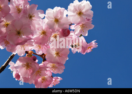 Japanese cherry Sargents blossoms (Prunus sargentii) and a bee Stock Photo