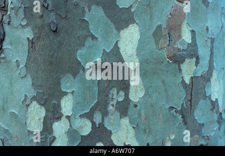 London Plane Tree x Piatanus hispanicus Stock Photo