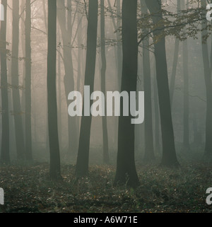 Misty Morning in Chiltern Beech Wood  UK Stock Photo