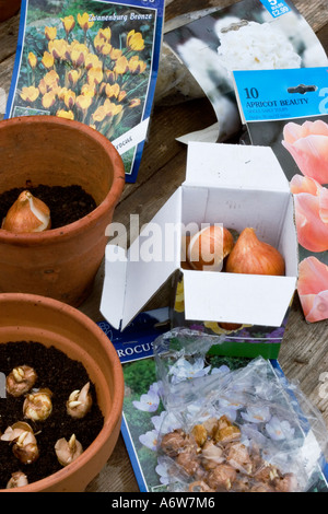 POTTING UP SPRING BULBS INTO CONTAINERS Stock Photo
