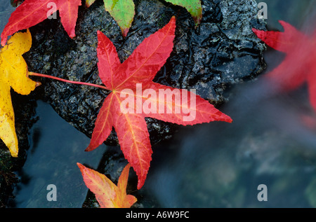 Sugar Maple leaves in Mountain Stream Autumn Stock Photo