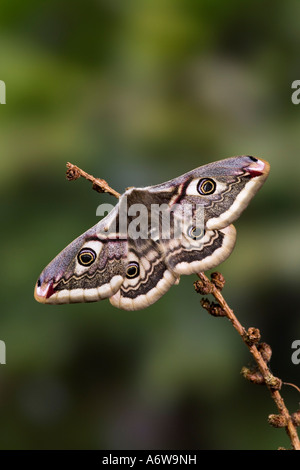 Female Emperor Moth Pavonia pavonia at rest on heather flowers with out ...