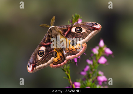 Male Emperor Moth Pavonia pavonia sat on heather with wings open and a ...