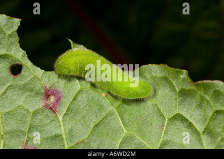Large Copper (Lycaena dispar) larva on great water dock (Rumex hydrolapathum) with nice dark out of focus background Stock Photo