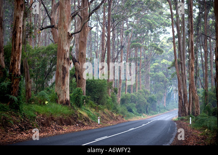 Towering Red Gum Trees in Western Australia Stock Photo