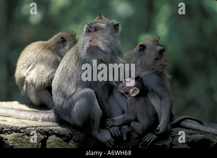 Asia, Indonesia, Bali, Ubud. Long-tailed macaques in Sacred Monkey Forest Stock Photo