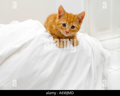 Eight Week Old Kitten on Top of Washing Stock Photo