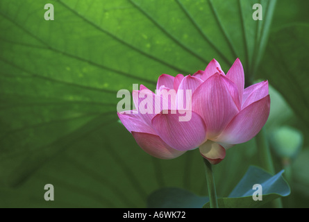 Ohga hi-res stock photography and images - Alamy