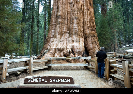 Giant Sequoia named General Sherman in Sequoia National Park USA Stock Photo