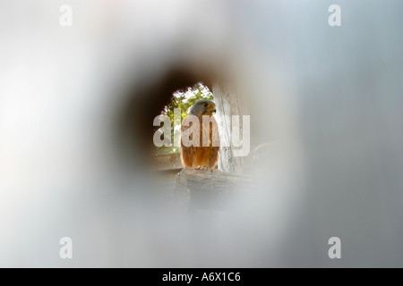 Young bird in seclusion cage viewed through spyhole Stock Photo