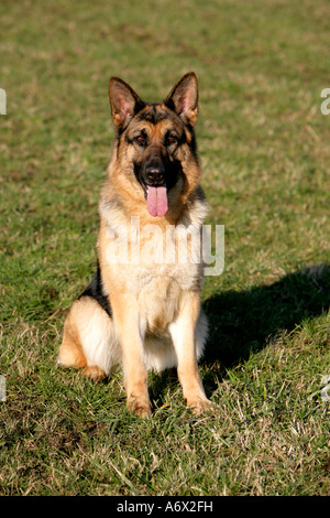 German Shepherd sitting in field,Dog sitting in field Stock Photo