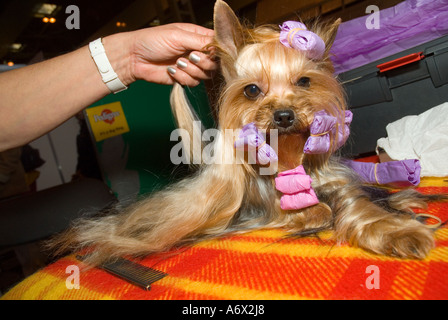 A Yorkshire Terrier being groomed at Crufts Stock Photo