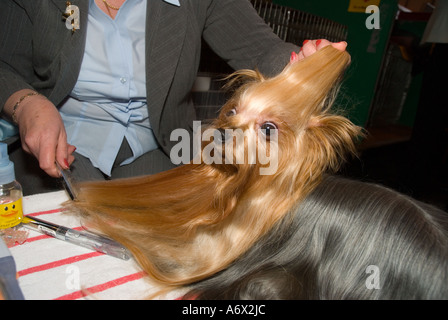 A Yorkshire Terrier being groomed Stock Photo
