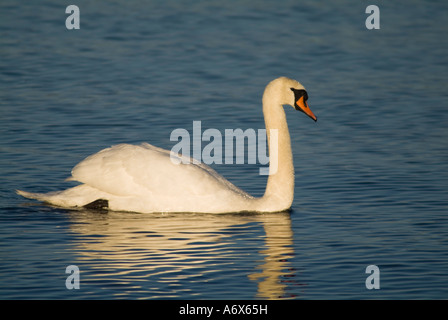 dh Mute swan SWAN UK Cygnus olor side on gliding across fresh water lake surface bird Stock Photo