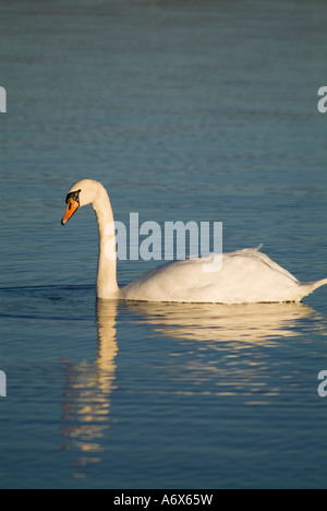 dh Mute swan SWAN UK Cygnus olor side on gliding across fresh water lake surface white bird floating wildfowl Stock Photo
