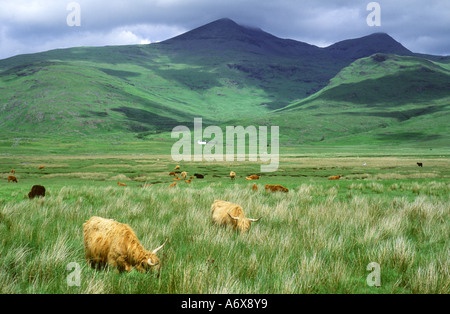 Highland cattle grazing on marshland below Ben More on the Isle of Mull, Argyll & Bute, Scotland, UK. Stock Photo