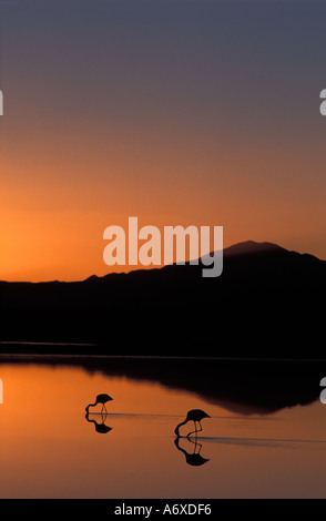 Salar de Atacama Atacama Desert Chile Flamingoes silhouetted at sunset Chaxa Lake Reserva Nacional de Flamencos Stock Photo