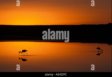 Salar de Atacama Atacama Desert Chile Flamingoes silhouetted at sunset Chaxa Lake Reserva Nacional de Flamencos Stock Photo